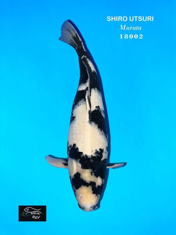 carpe koi shiro utsuri