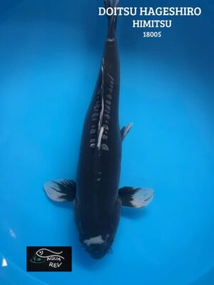 Koi Hageshiro - Himitsu