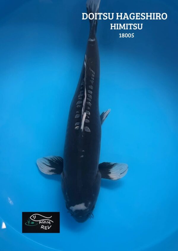 Koi Hageshiro - Himitsu