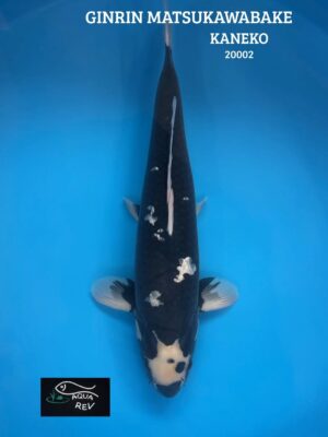 Koi Ginrin Matsukawabake - kaneko