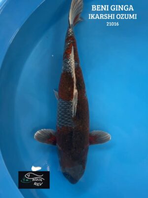 Koi Beni Ginga - Ikarashi