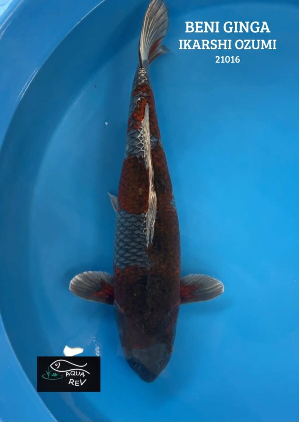 21016 Koi Beni Ginga - Ikarashi