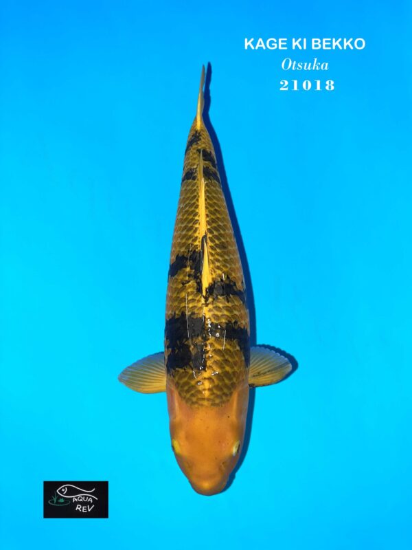 carpe koi kage ki bekko