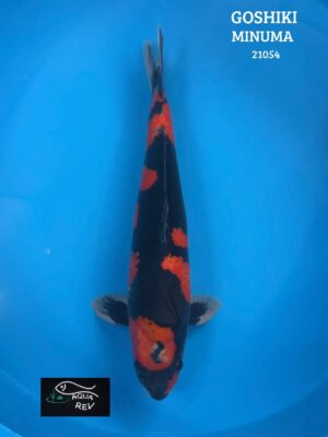 Koi Goshiki - Minuma