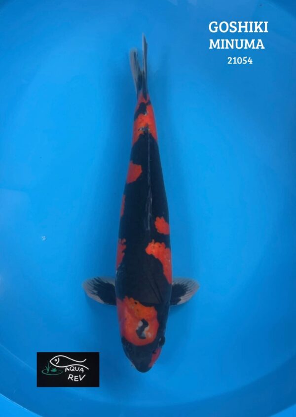 Koi Goshiki - Minuma