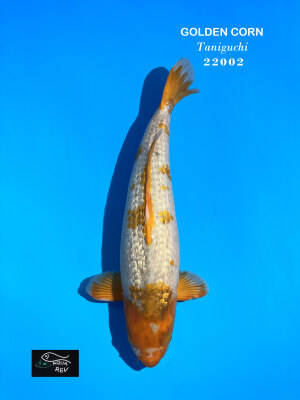 Carpe koi Golden Corn
