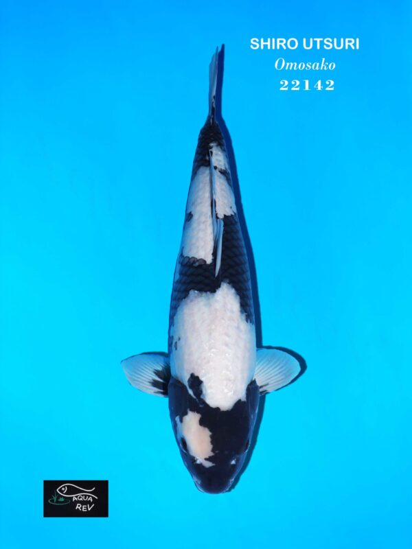 carpe koi shiro utsuri