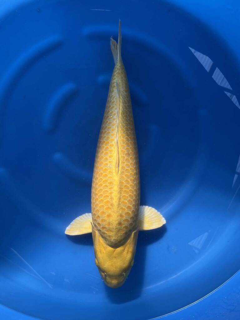 Yamabuki Izumya-koi-farm