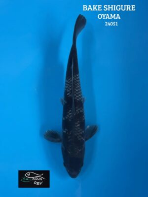 Koi Bake Shigure - Oyama Koi Farm