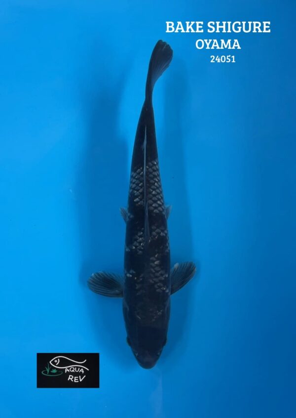 Koi Bake Shigure - Oyama Koi Farm