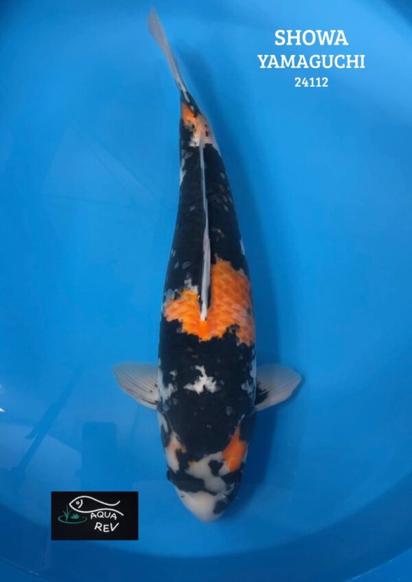 Carpe Koi Showa - Yamaguchi