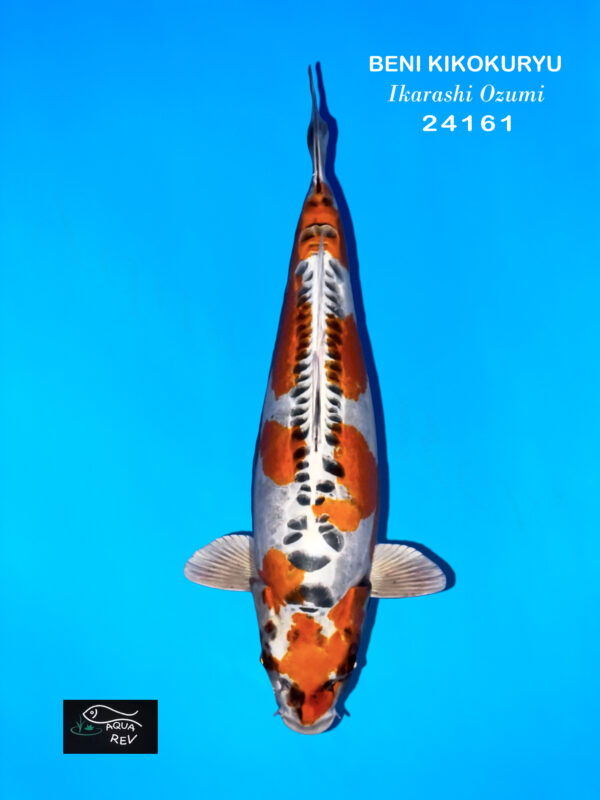 Beni Kikokuryu en Azukari