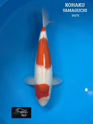 Carpe Koi Sandan Kohaku - Yamaguchi