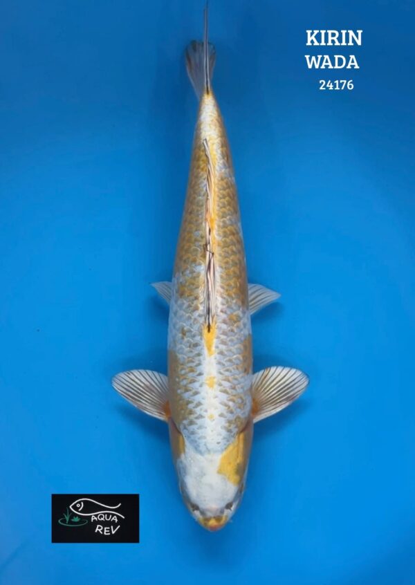 24176 Carpe Koi Kirin - Wada