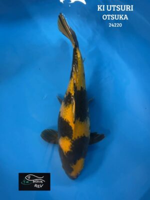 Carpe Koi Ki Utsuri - Otsuka