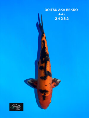 Doitsu Aka bekko