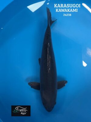 Carpe Koi Doitsu Karasugoi - Kawakami