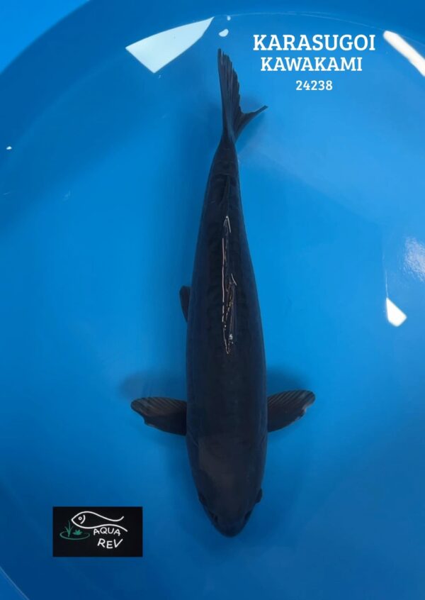 Carpe Koi Doitsu Karasugoi - Kawakami