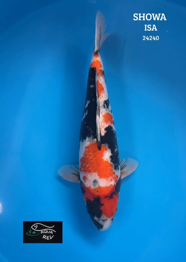24240 Carpe Koi SHOWA - ISA