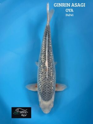24241 Carpe Koi GINRIN ASAGI - OYA