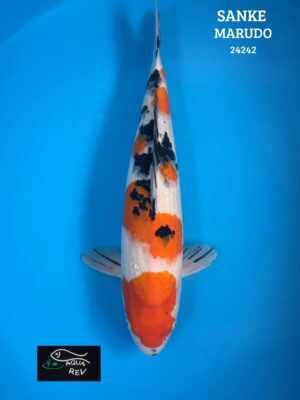 Carpe Koi SANKE - MARUDO