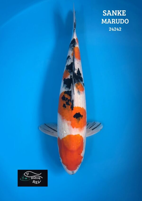 24242 Carpe Koi SANKE - MARUDO