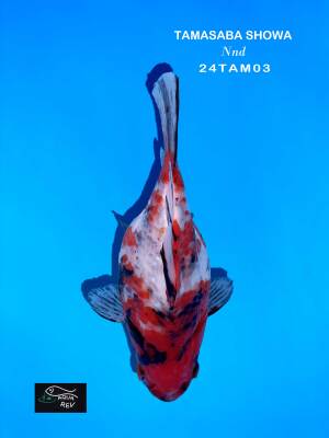 tamasaba showa