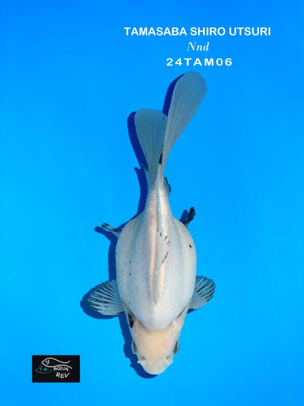 24TAM06 Tamasaba Shiro Utsuri
