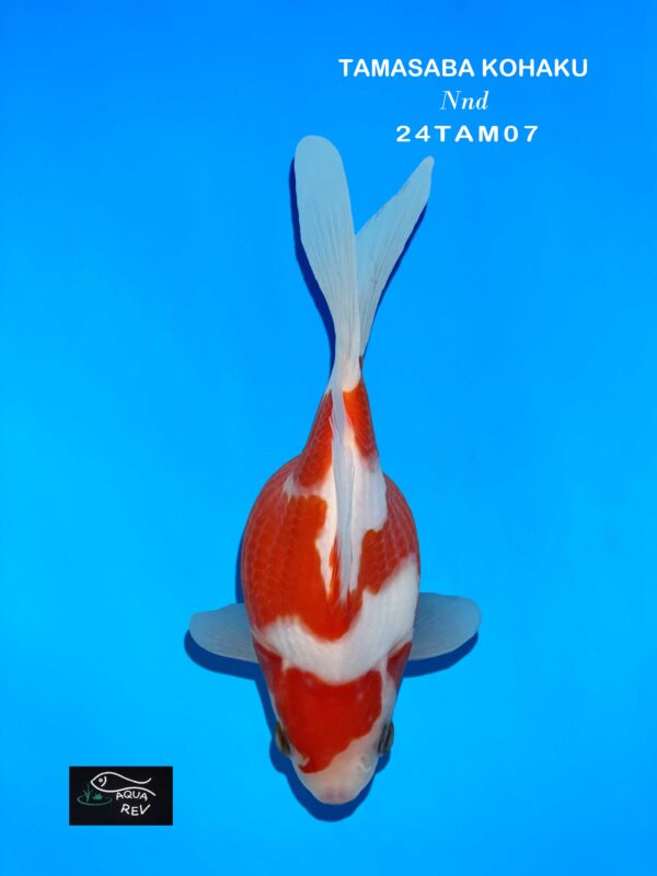 24TAM07 tamasaba kohaku