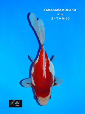 Tamasaba rouge et blanc