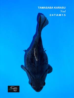 tamasaba noir karasu
