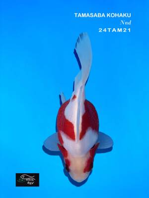 tamasaba rouge et blanc