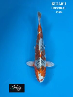 Carpe Koi KUJAKU - HOSOKAI