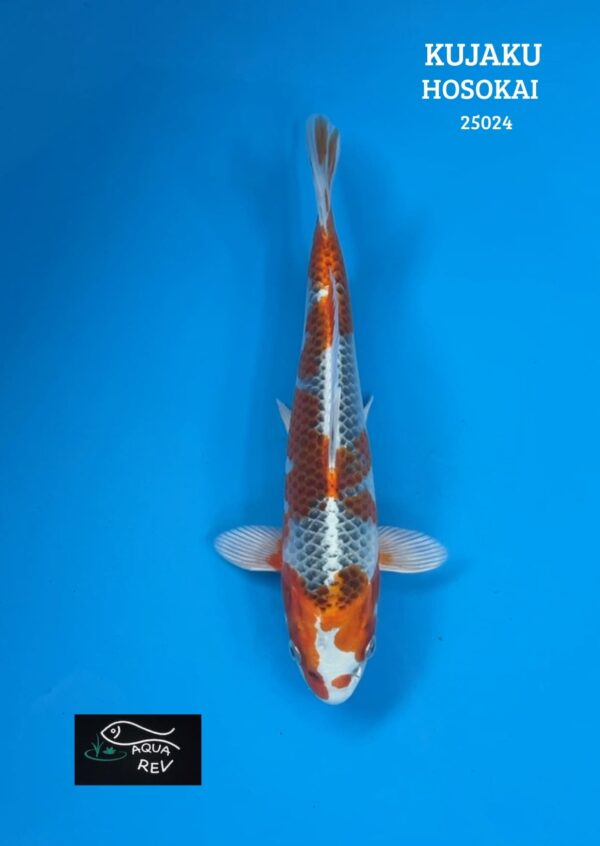 25024 Carpe Koi KUJAKU - HOSOKAI
