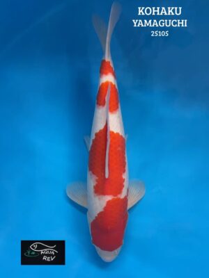Carpe Koi Kohaku - Yamaguchi