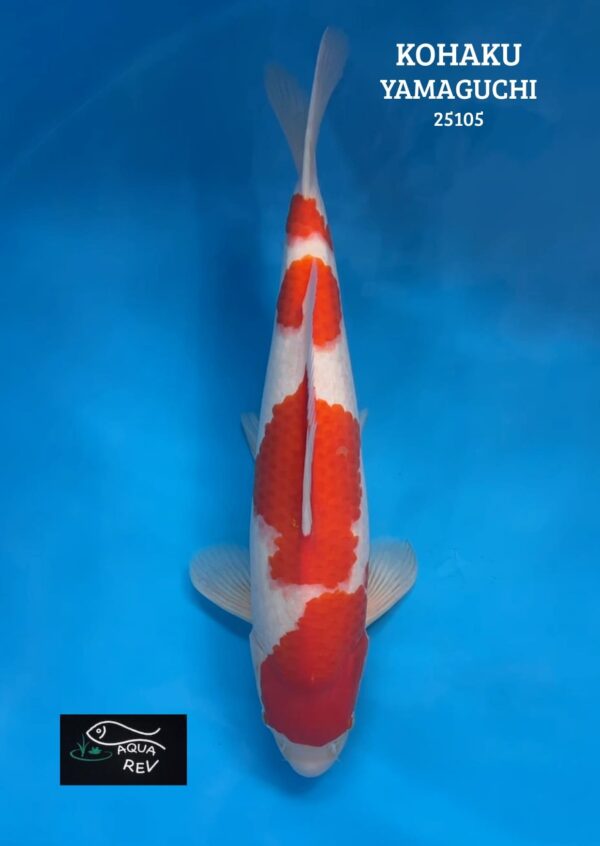 25105 Carpe Koi Kohaku - Yamaguchi