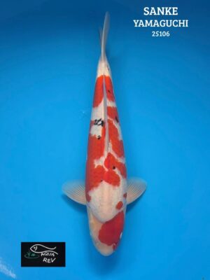 Carpe Koi Sanke - Yamaguchi