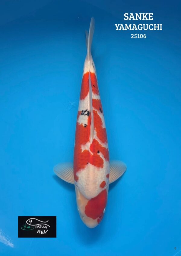 25106 Carpe Koi Sanke - Yamaguchi