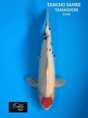 Koi Tancho Sanke - Yamaguchi