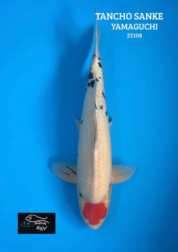 25108 Koi Tancho Sanke - Yamaguchi