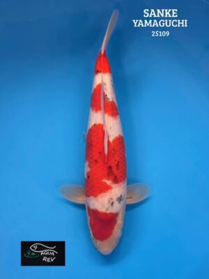 Koi Sanke - Yamaguchi