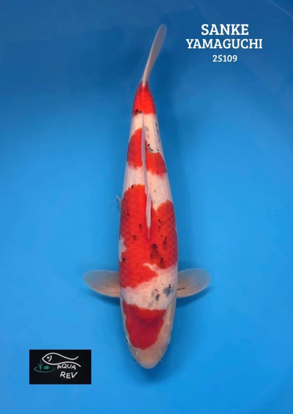 25109 Koi Sanke - Yamaguchi