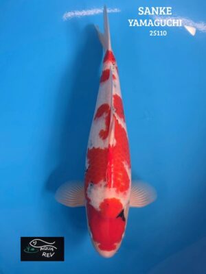 Carpe Koi Sanke - Yamaguchi