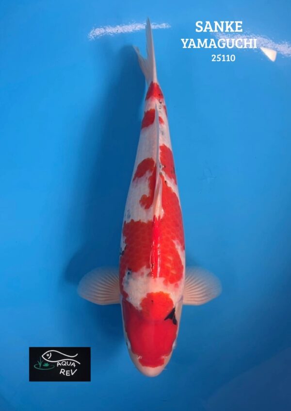 Carpe Koi Sanke - Yamaguchi