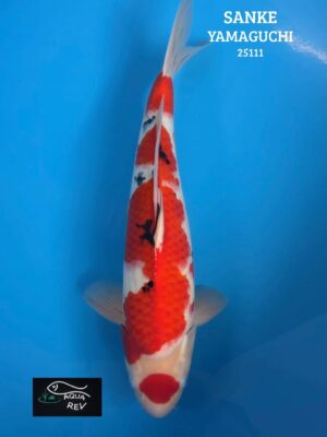 25111 Carpe Koi Maruten SANKE - YAMAGUCHI