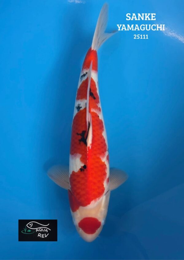 Carpe Koi Maruten SANKE - YAMAGUCHI