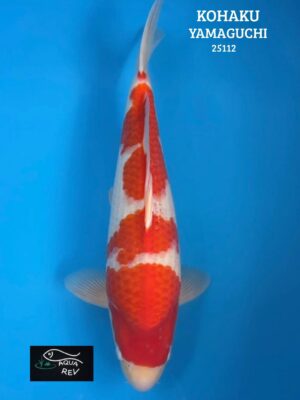 Carpe Koi Kohaku - Yamaguchi