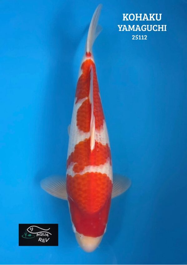 Carpe Koi Kohaku - Yamaguchi