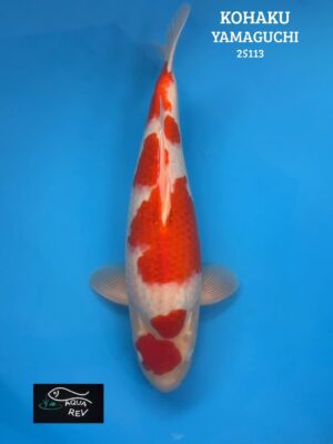 25113 Carpe Koi MARUTEN KOHAKU - YAMAGUCHI