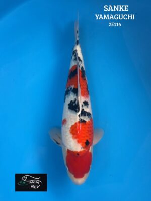 Carpe Koi Sanke - Yamaguchi